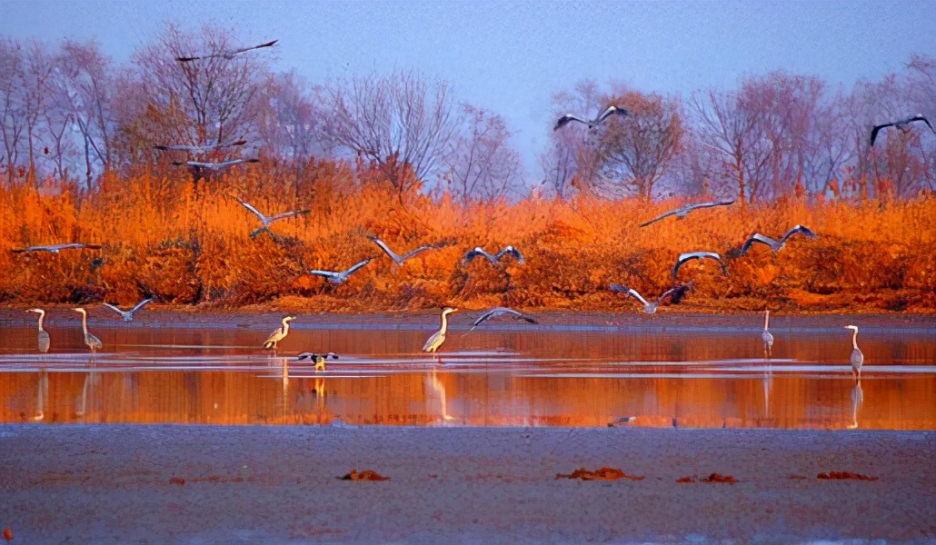 衡水飞天奖都有哪些明星,衡水飞天奖星光奖是真的吗
