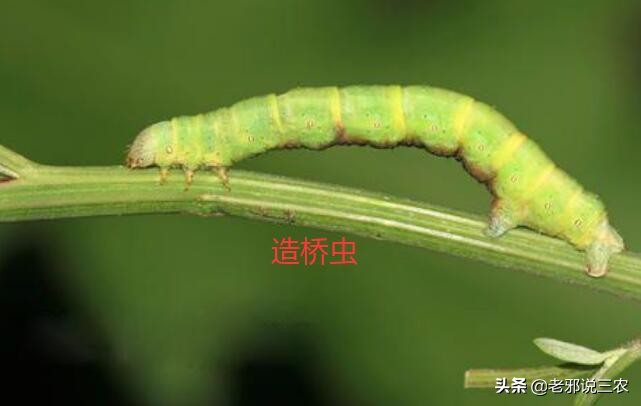 桑树虫害防治方法,桑树病虫害如何防治