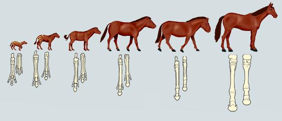 动物界跑步最快的是什么动物,动物界里跑得最快的