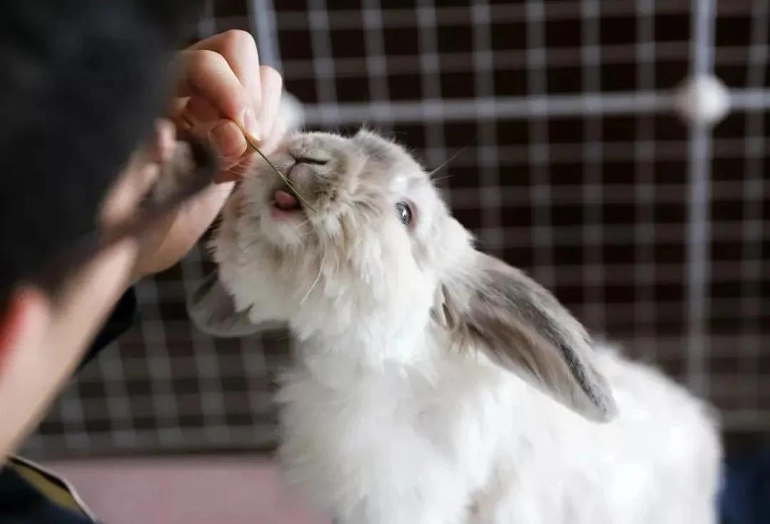 北京动物资源分布图,北京野生动物种类大全图片