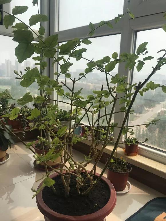 栀子花月季花叶子发黄有黑斑点,茉莉栀子花叶子发黄怎么办