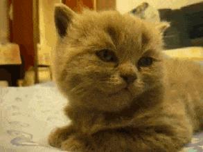 猫咪在锅里拉屎,猫咪拉屎就脱肛