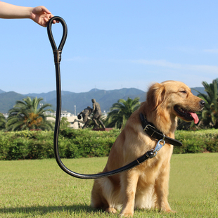 狗狗项圈对狗狗有害处吗,狗狗项圈太紧会造成气管塌陷