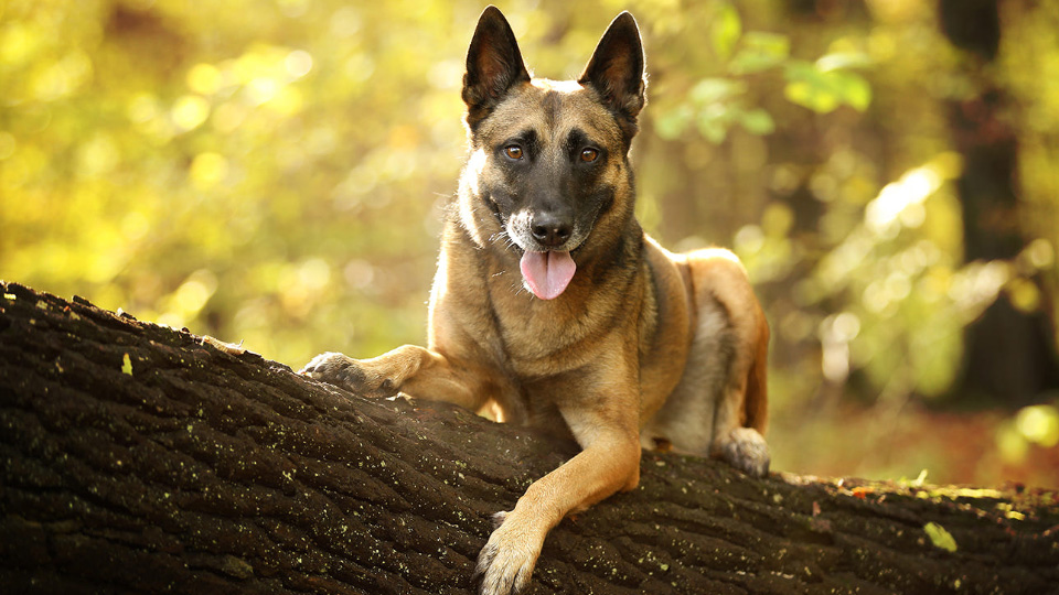 马犬的正确饲养方法,饲养马犬视频