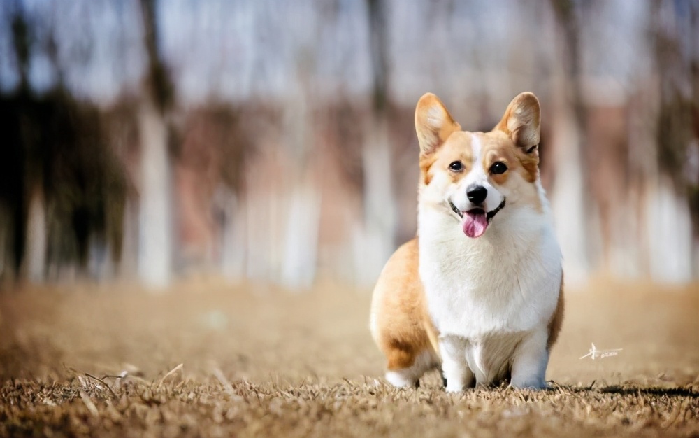 最忠诚护主的小型犬排名,建议新手养的10种小型犬推荐