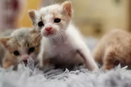 猫咪疫苗教程视频,猫咪打疫苗的好处