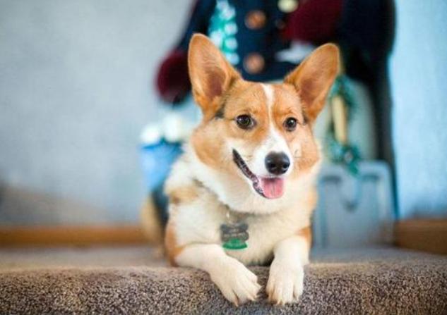 宠物狗寿命排行榜,宠物狗品种大全寿命排名