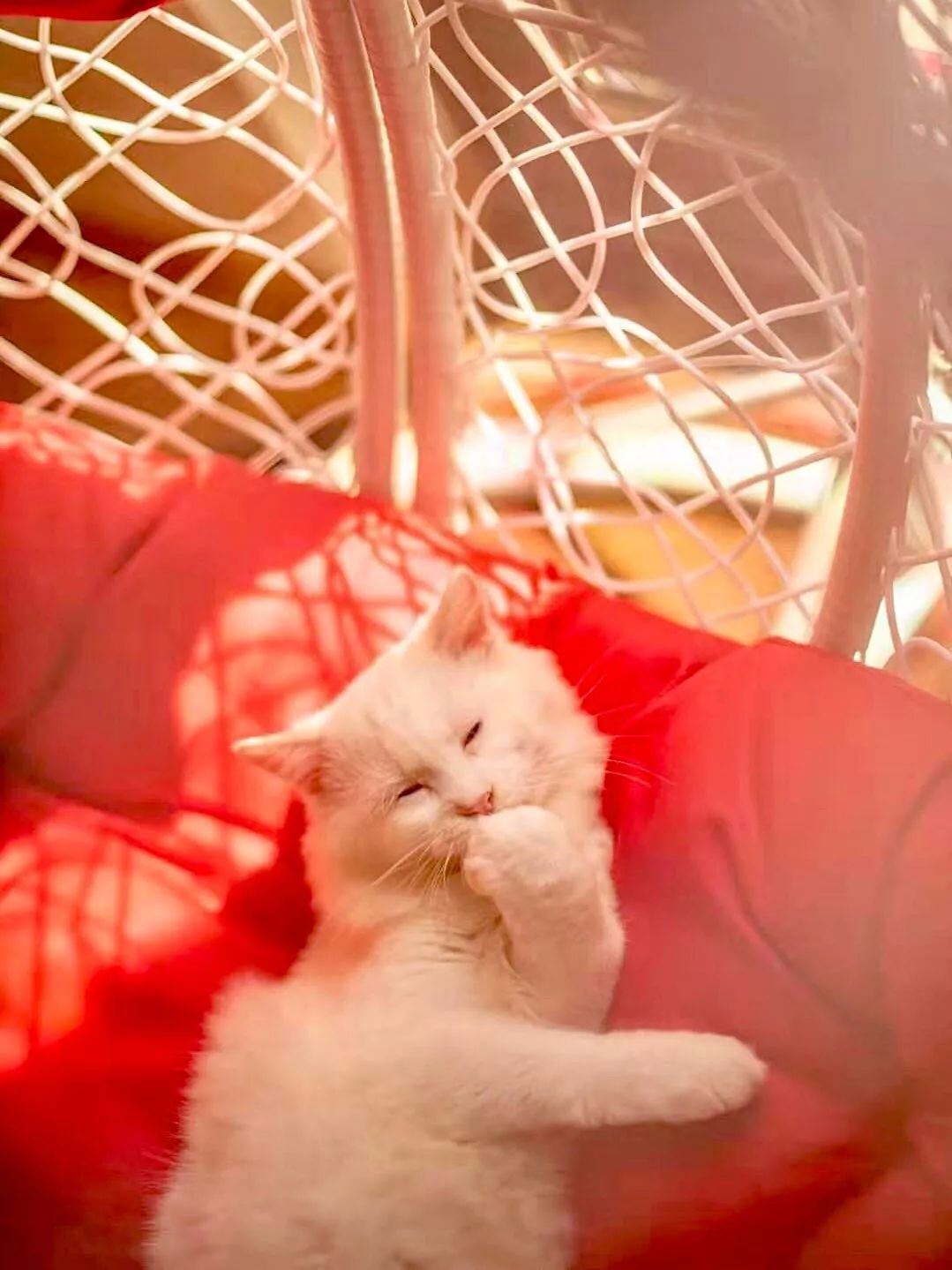 2019宠物排名,2022宠物排行榜