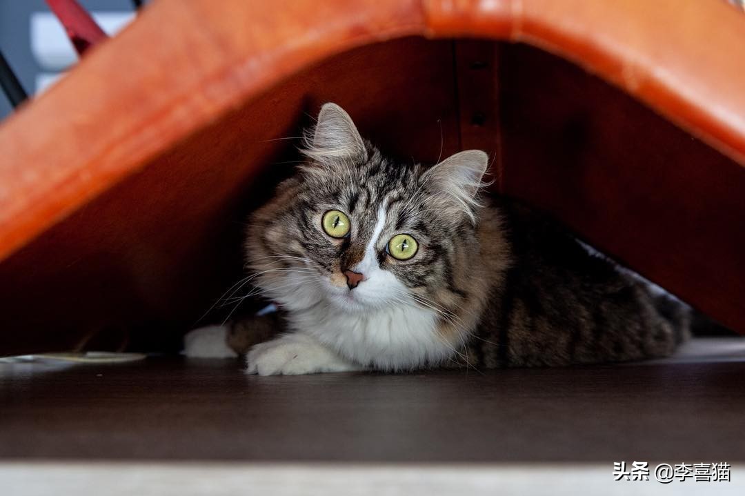 铲屎官必知不要做猫咪讨厌的事,猫咪饲养6大误区铲屎官们要关注