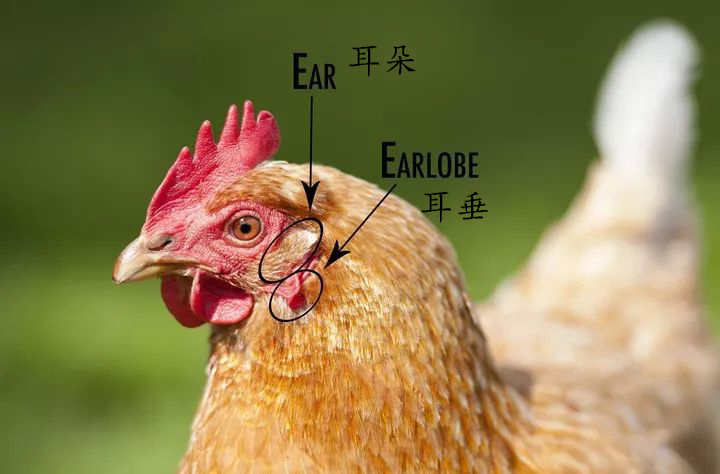 即便你经常吃，但是关于鸡你真的知道很多吗？