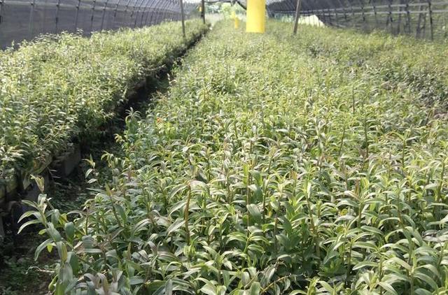 铁皮石斛室外种植技术视频教程,铁皮石斛林下仿野生栽培技术