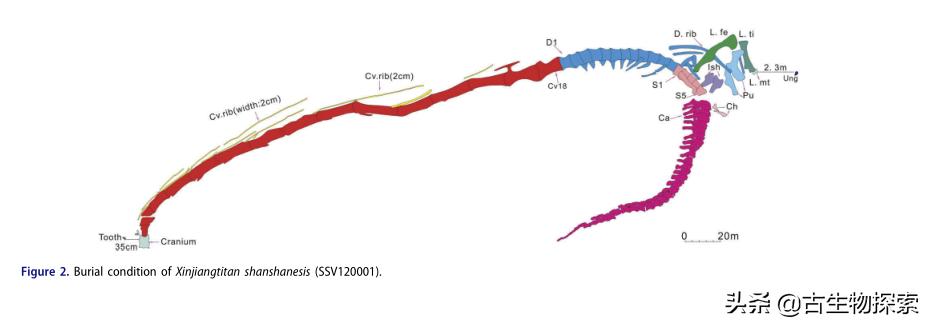 中国新发现的巨型新疆恐龙种类,中国新发现恐龙化石