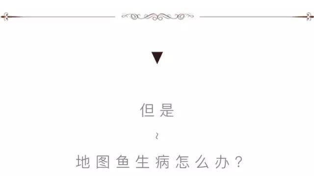 养地图鱼的正确方法,如何养好地图鱼
