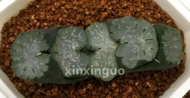 郭氏---台湾行之李瑞斌大棚及布楚礼多肉植物园游记