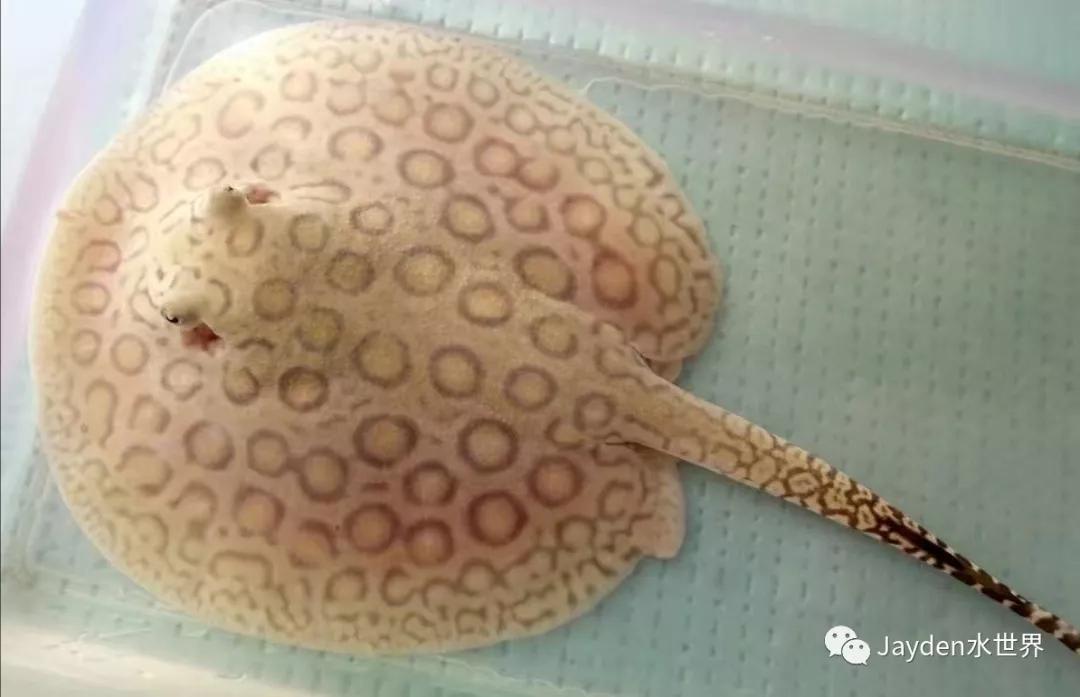 魟鱼是要点多的还是要大的,魟鱼饲养