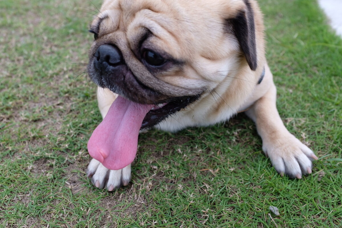 巴哥犬的饲养方法和关注事项,小型巴哥犬和中型巴哥犬的区别
