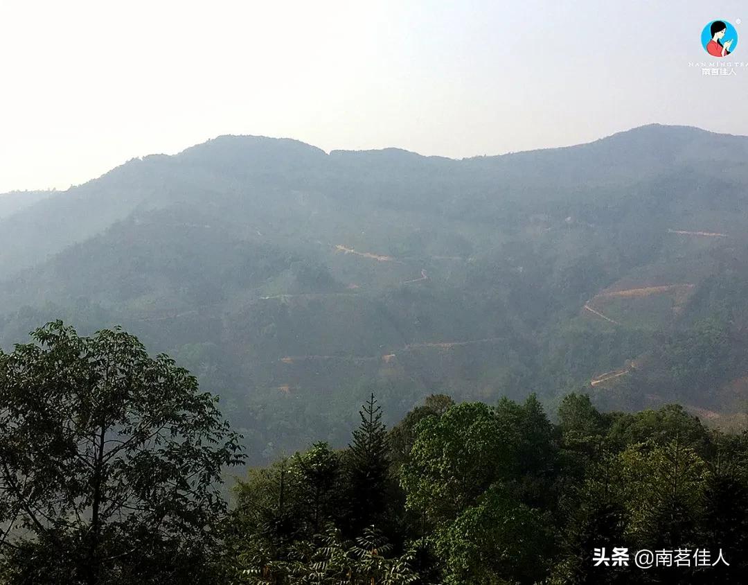 2022茶山行临沧云县,茶山行第一天