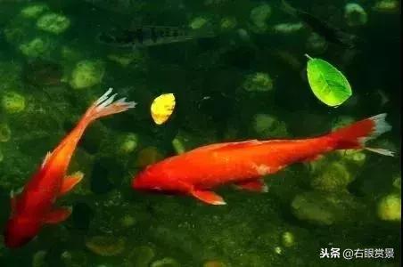 预防鱼类肠炎的最好办法,鱼类肠炎是什么原因