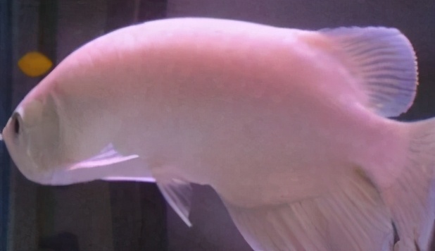 龙鱼疾病治疗视频,龙鱼常见病100种