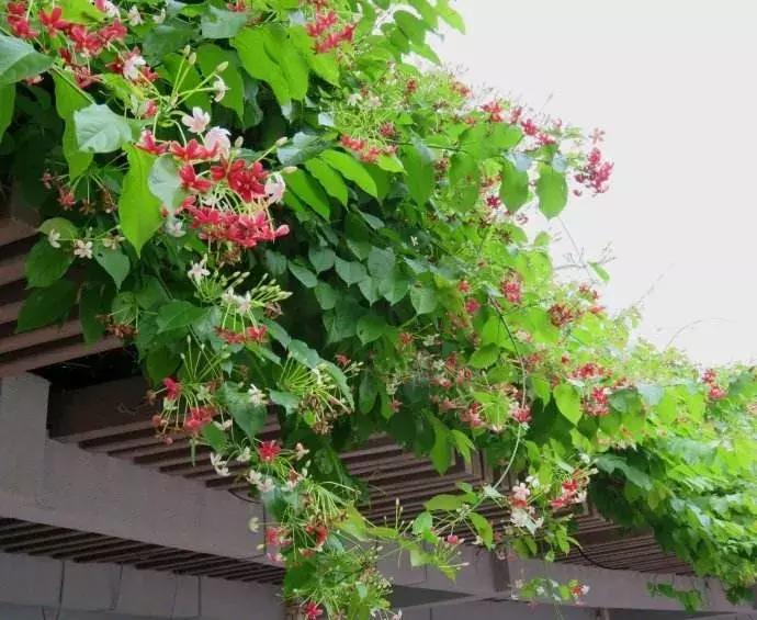 一年四季开花的爬藤花卉有哪些,一年就能爬满墙的爬藤花卉