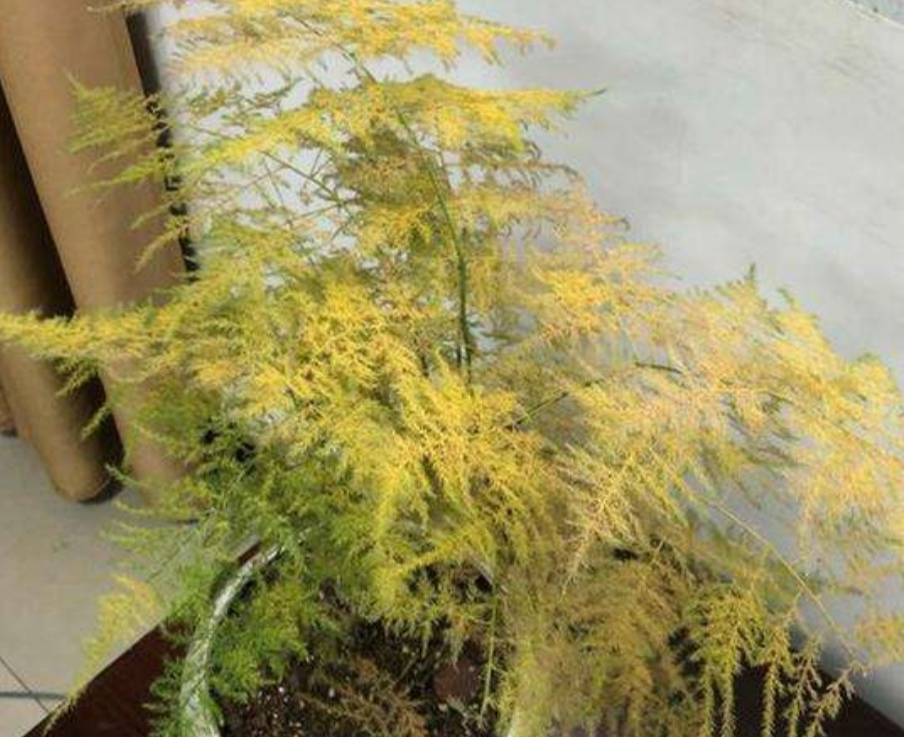 文竹叶子枯黄是什么原因,文竹枝条枯萎什么原因引起的