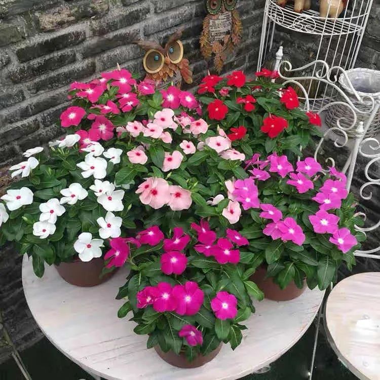 4种花适合秋天养漂亮又好养,庭院养花就养3种花开花多
