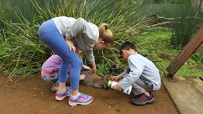 献给全球最可爱的你,澳大利亚给袋鼠喂水