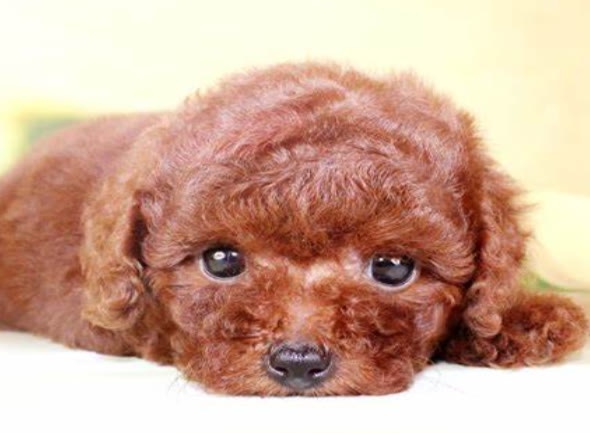 泰迪怎样不乱吃东西不乱咬,泰迪不吃狗粮100%成功