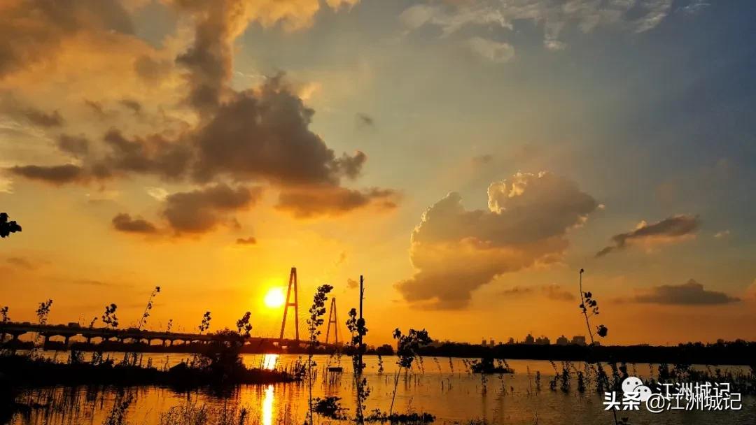 芳草萋萋汉水边,杨泗港大桥江滩公园网红打卡地