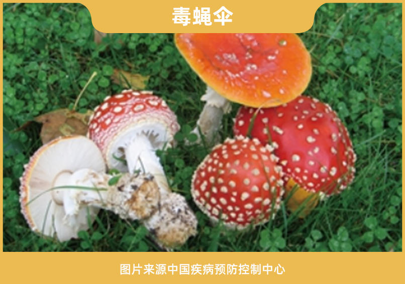 云南人每年吃菌中毒大概多少人,云南人每年吃菌菇中毒的人多吗