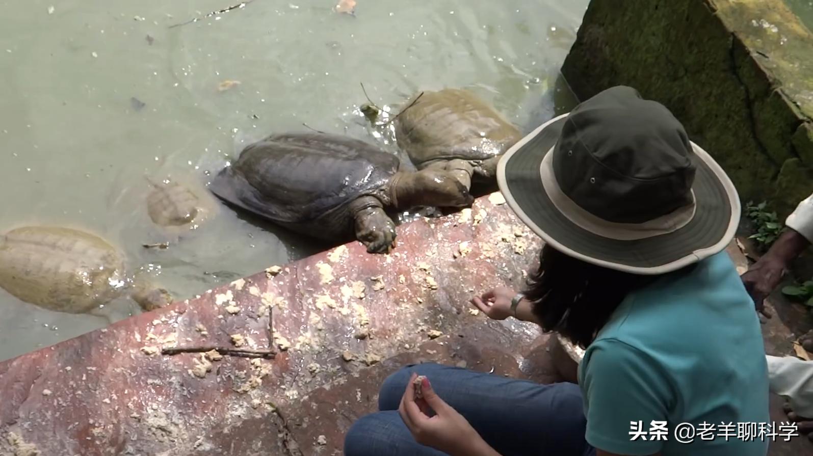 长出白斑！恒河鳖被宠到自然老死而成灾，中国吃货能解决吗？