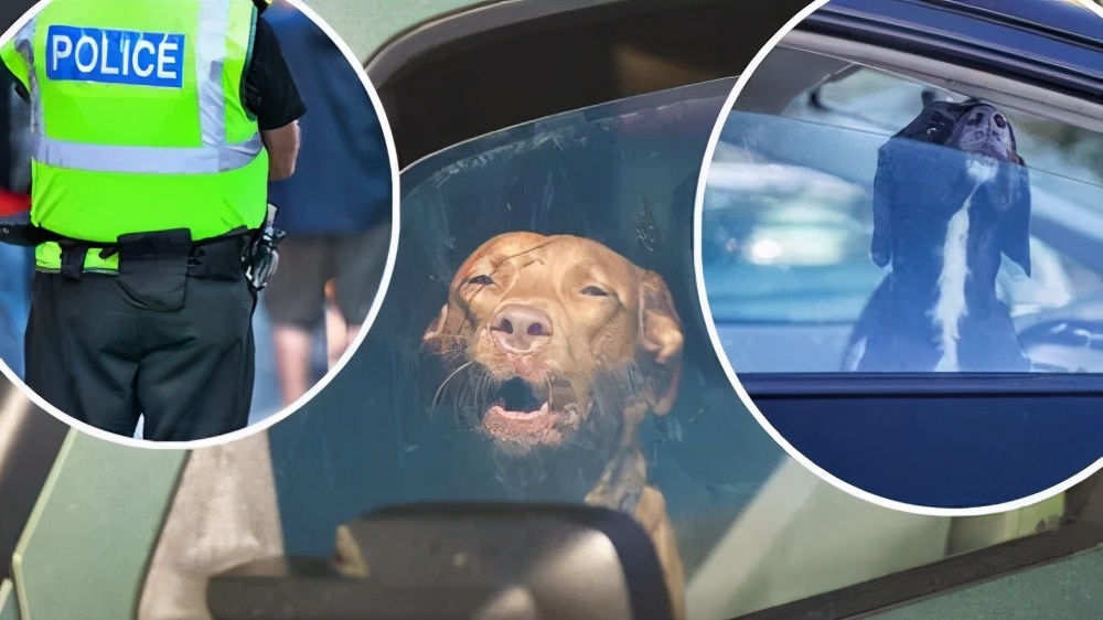 狗狗到了夏天中暑一直喝水怎么办,狗狗中暑后腿无法站立舌头发白