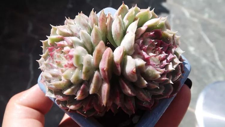 爱机车，爱多肉，宝妈花姐的诗和远方