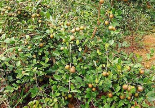 “花果同枝”的油茶树，栽培的方法是什么，你了解吗？