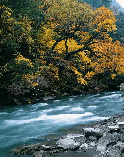 大自然山水花鸟大全,回归自然山水花鸟