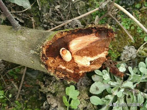 李子树常见的病虫害防治方法,如何防治李子树虫害