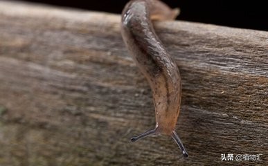 教你识别十大虫害,专治各种害虫图谱大全