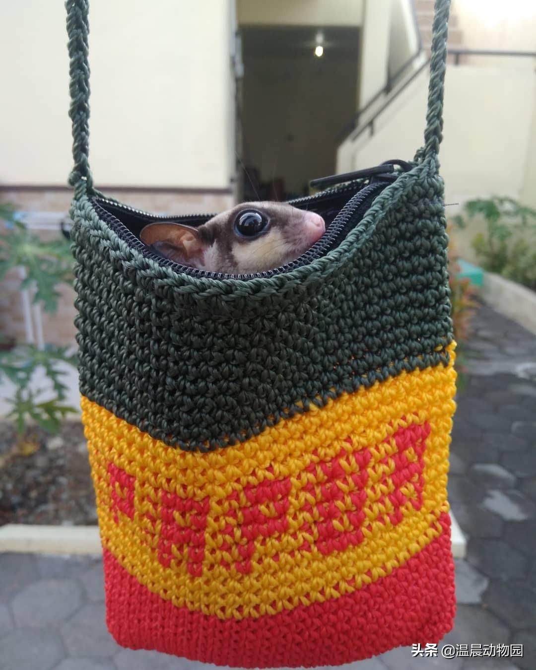 蜜袋鼯无声的叫声,小蜜袋鼯晚上叫是怎么回事