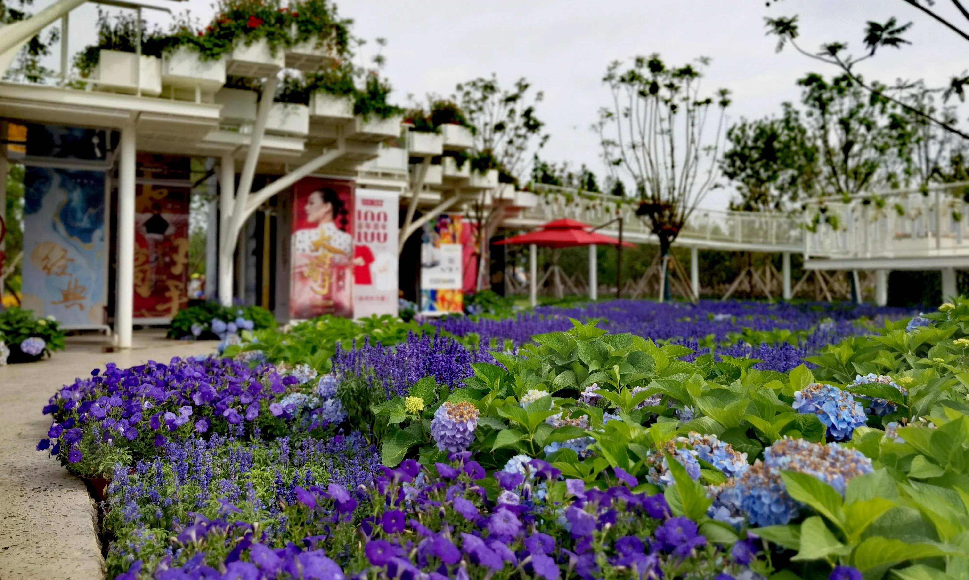 关于崇明花博会,崇明花博会全程花景