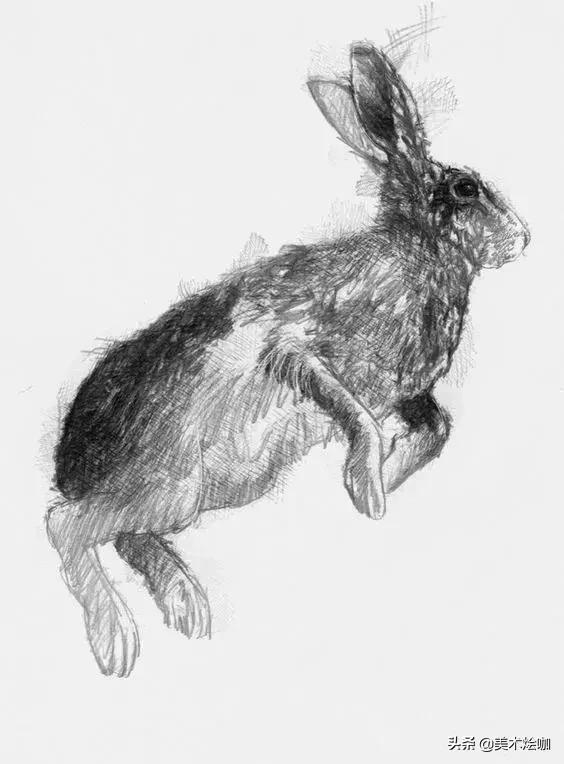 动物素描临摹装饰画,动物素描应该用哪些笔