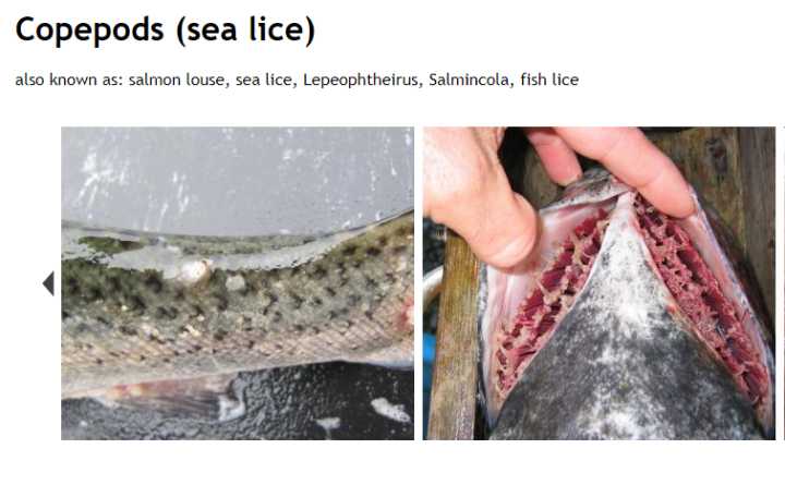 日本三文鱼寄生虫感染,三文鱼寄生虫能杀死吗