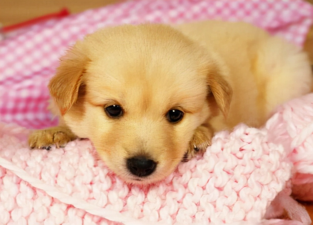 狗腹泻呕吐怎么回事,狗狗感冒呕吐怎么治疗