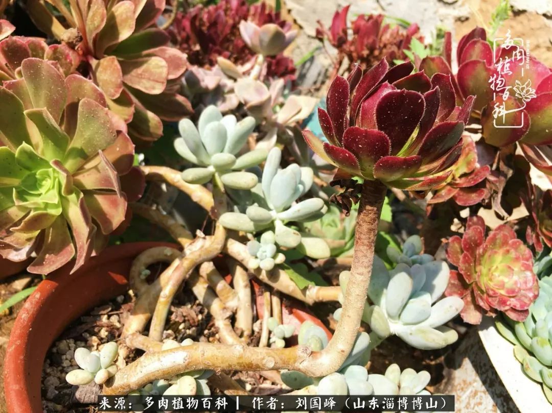 多肉安全度夏技巧,多肉如何度夏教学