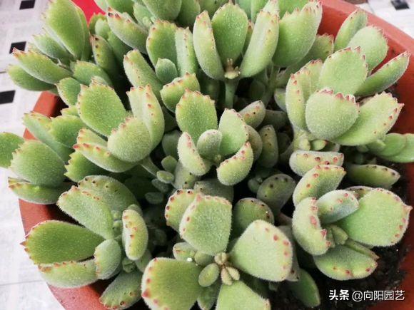 熊童子怎样养出红指甲,熊童子的爪爪怎么样才能变红