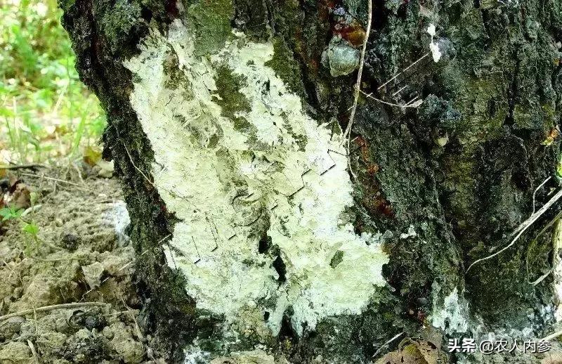 几种果树根部病害的症状识别与防治！