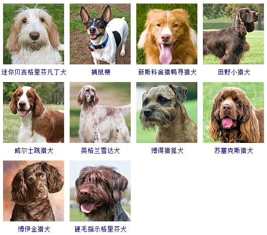 178种宠物狗名称图片大全,100种宠物狗的图片
