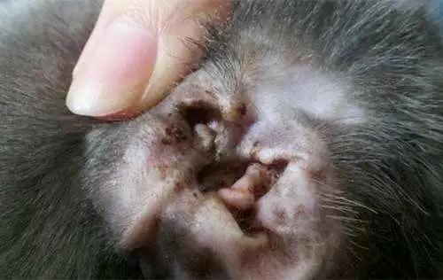 猫咪为啥挠痒受伤,猫咪为啥老是挠嘴巴