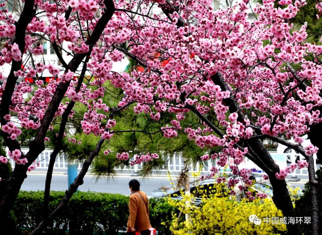 走进春天的环翠公园,环翠景色