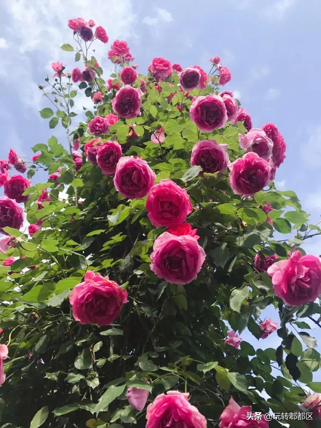 郫都区最美的花海,成都郫都花乡玫瑰开放了吗