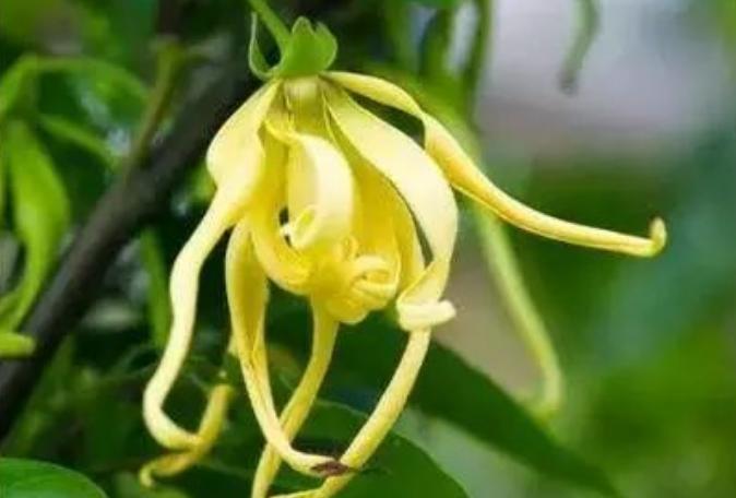依兰花精油是什么,依兰花提取精油